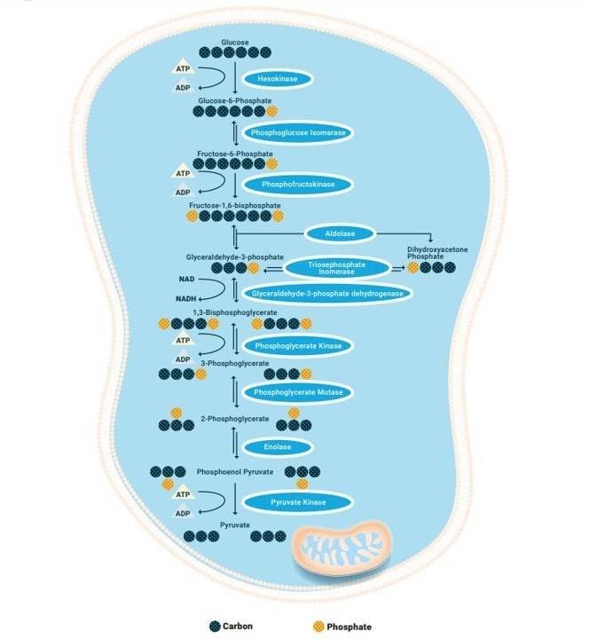 What Is the GLP-1 Pathway